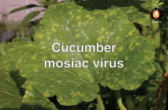 Virucide for Cucumber mosiac virus