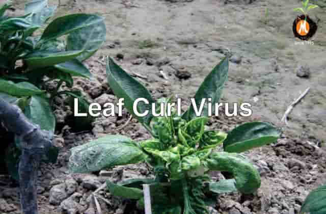 Natural Antivirus for leaf curl virus cure