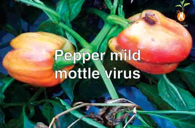 Virucide for Pepper mild mottle virus cure