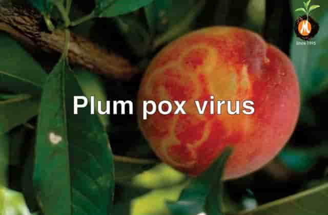 Virucide for Plum pox virus cure