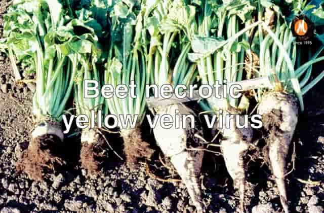 Virucide for Beet necrotic yellow vein virus cure